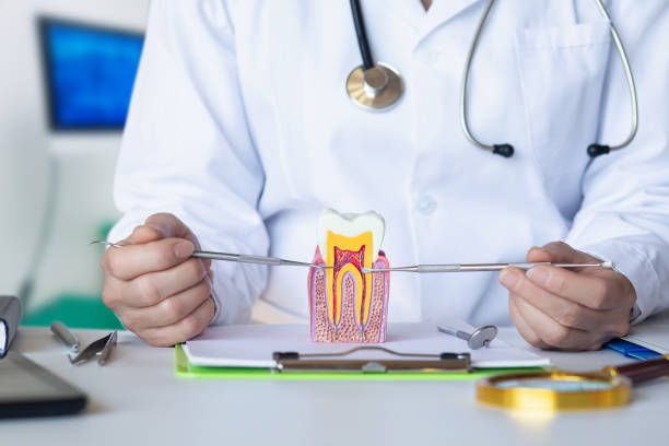 Best Emergency Dental Services for Seniors in Cumberland Head, NY